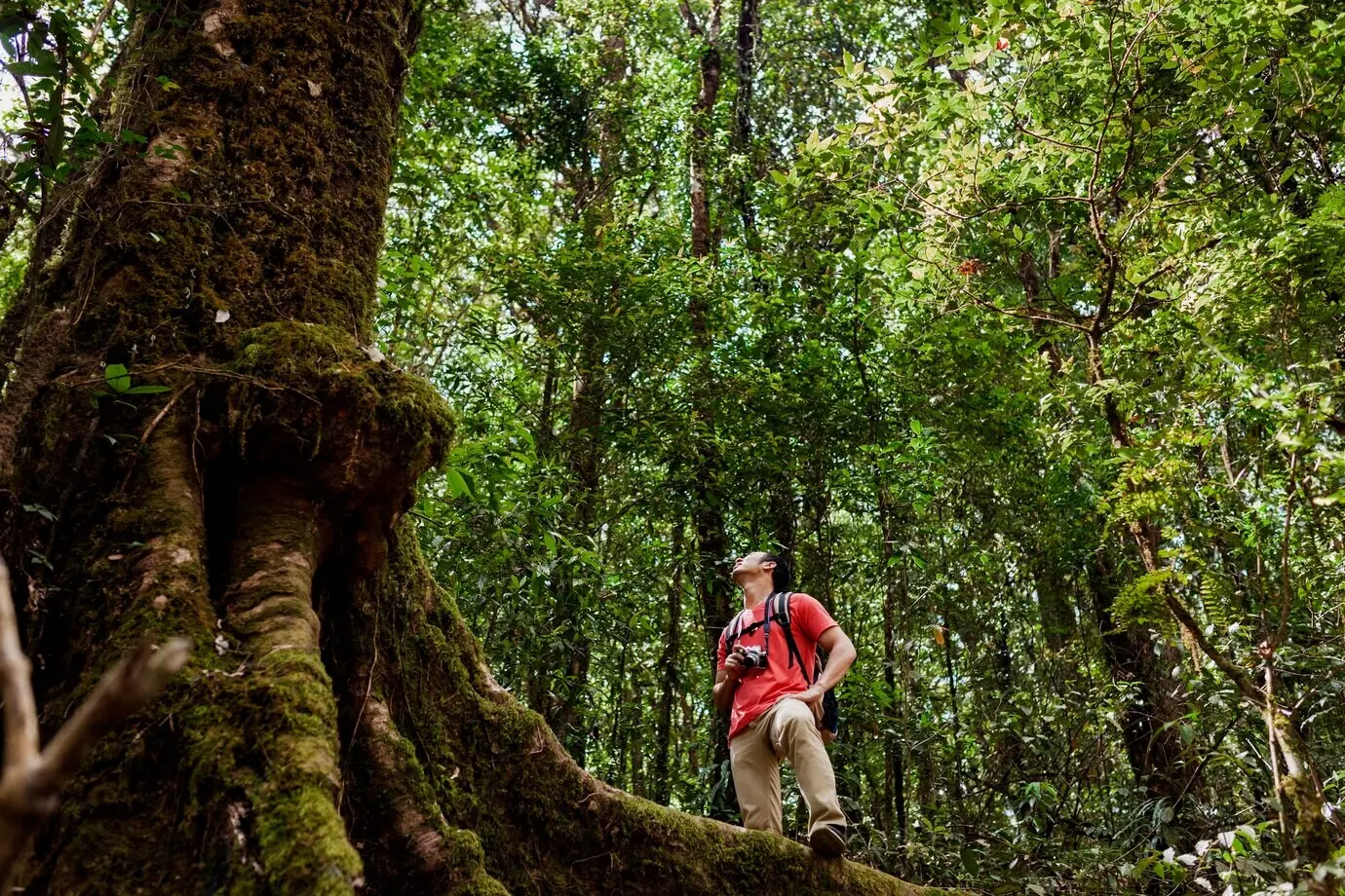 A hiker admiring an enormous tree